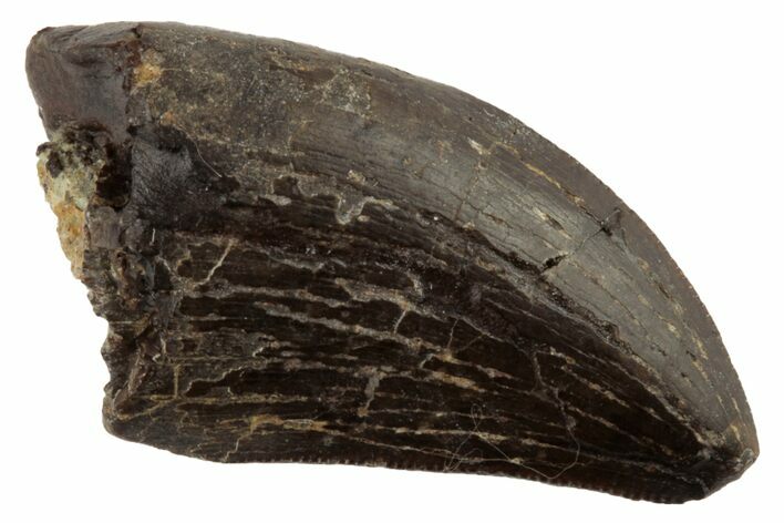 Serrated, Tyrannosaur Tooth - Two Medicine Formation #192636